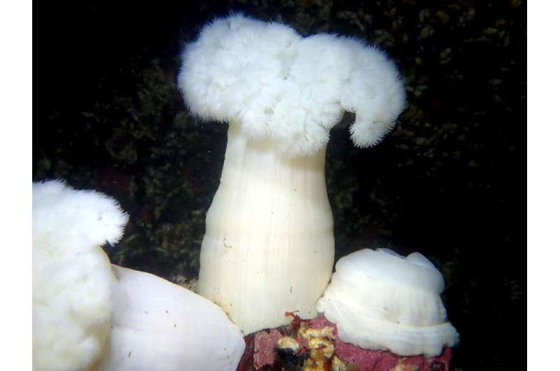 These sea anemones have a diverse diet. And they eat ants