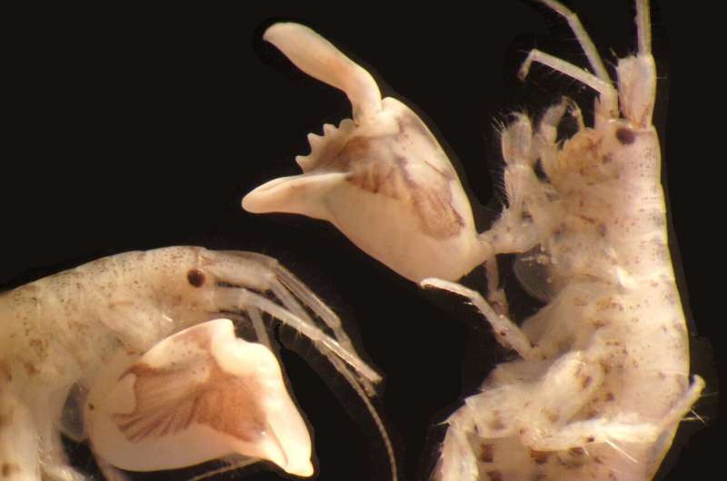 These shrimplike crustaceans are the fastest snappers in the sea