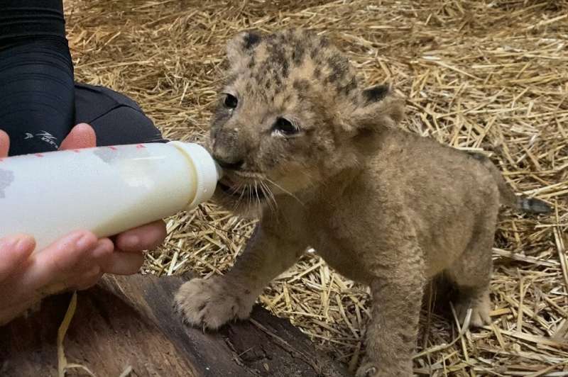 The Singapore Zoo has a new lion cub named Simba who was conceived via artificial insemination