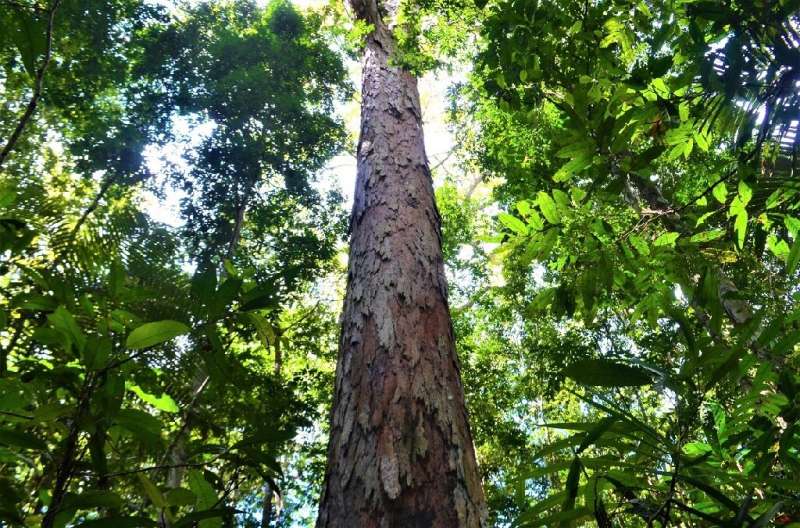 The study found ecosystems that store the most CO2, like tropical forests, could lose nearly half their capacity as carbon spong
