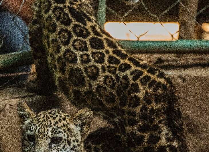 The two rescued jaguar cubs, pictured on January 27, 2021, were to spend the next few days getting dewormed and undergoing medic