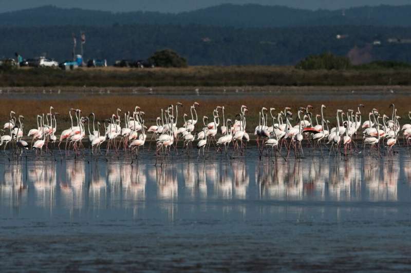 The use of lead shot in wetlands has been illegal in Greece since 2013, and the EU in November said it would ban its use in all 