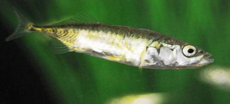 The way a fish swims reveals a lot about its personality, say scientists