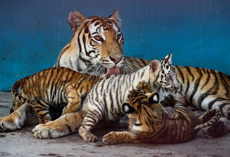 They were the first tiger cub births on Cuban soil in more than 20 years