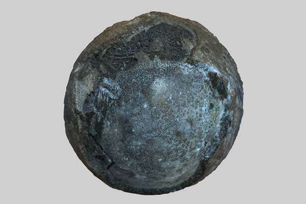 Thick-shelled turtle egg with embryo still inside from the Cretaceous period found in China
