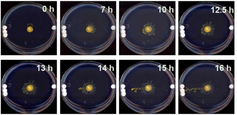 Thinking without a brain: Studies in brainless slime molds reveal that they use physical cues to decide where to grow