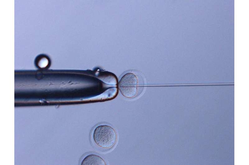 This July 21, 2020, image courtesy of Teruhiko Wakayama, University of Yamanashi, shows space sperm from mice injected into eggs