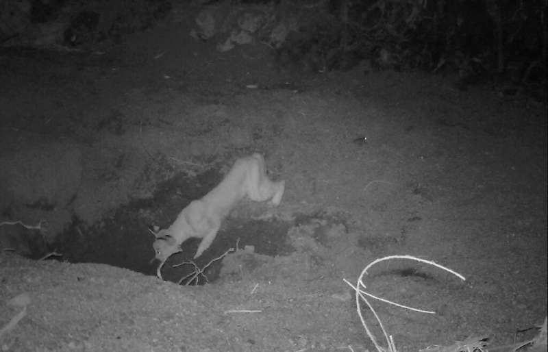 This undated image courtesy of Biologist Erick Lundgren shows a bobcat entering an equid well