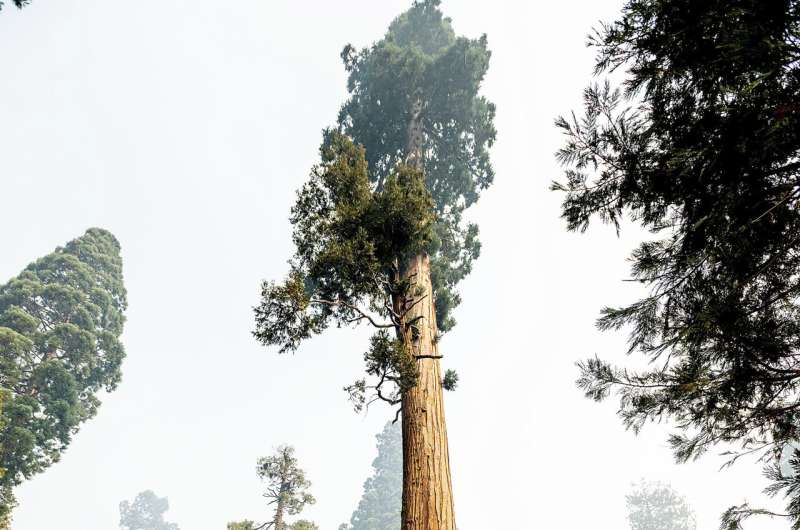 Thousands fight wildfires threatening California's sequoias