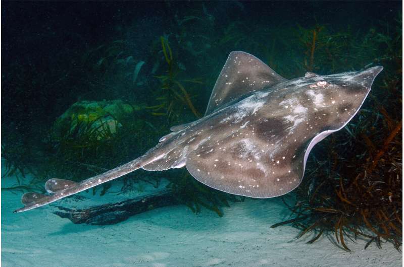 Threatened shark species ‘out of sight out of mind’: first complete national assessment of Australia’s sharks and rays