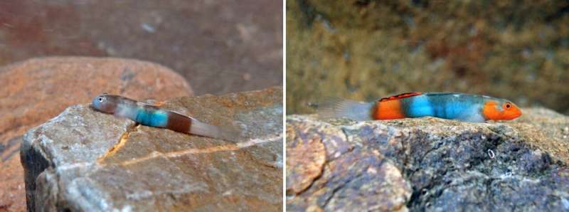 Three new species of freshwater goby fish found in Japan and the Philippines