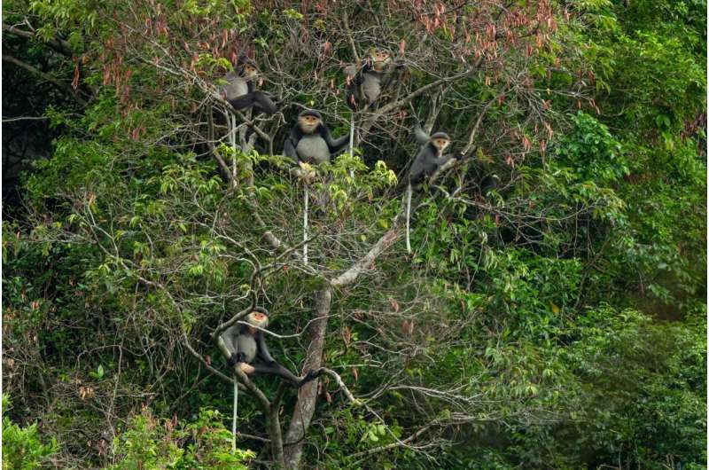 Time is running out for primates, bears and songbirds in Vietnamese wildlife hotspot
