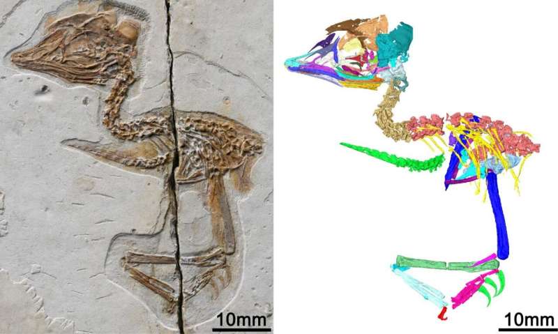 Tiny ancient bird from China shares skull features with Tyrannosaurus rex