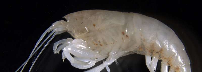 Tiny new species discovered as scientists' outback fishing trip bags exotic catch