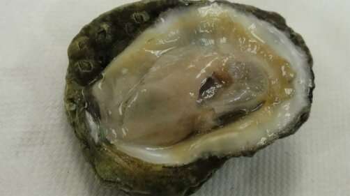Tissue abnormalities found in oysters years after Deepwater Horizon oil spill