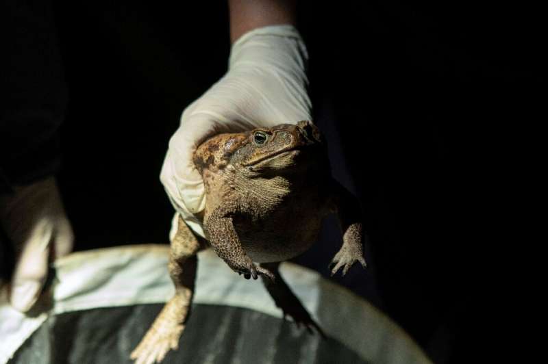 Toads are a symbol of prosperity and good fortune in Taiwan, but the unexpected discovery of an invasive species has officials a