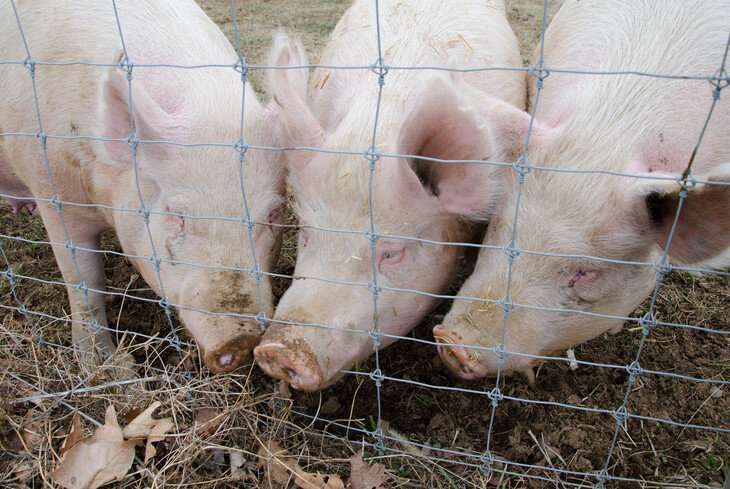 Tool can provide swine producers with early diagnosis of often-fatal 'Strep zoo'