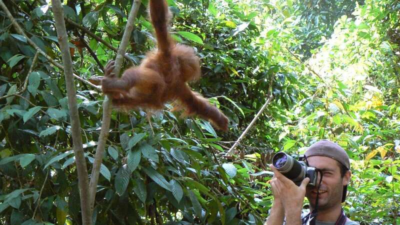 Tourist selfies risk passing deadly viruses onto Critically Endangered orangutans