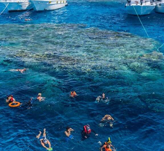 Tourists snorkel in the Red Sea above a coral reef near Egypt's Red Sea resort city of Sharm El-Sheikh at the southern tip of th