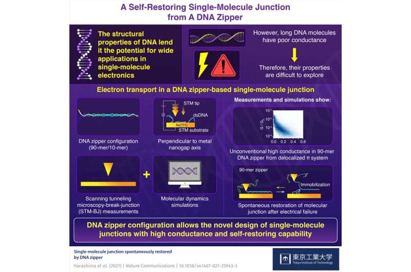 Toward self-restoring electronic devices with long DNA molecules