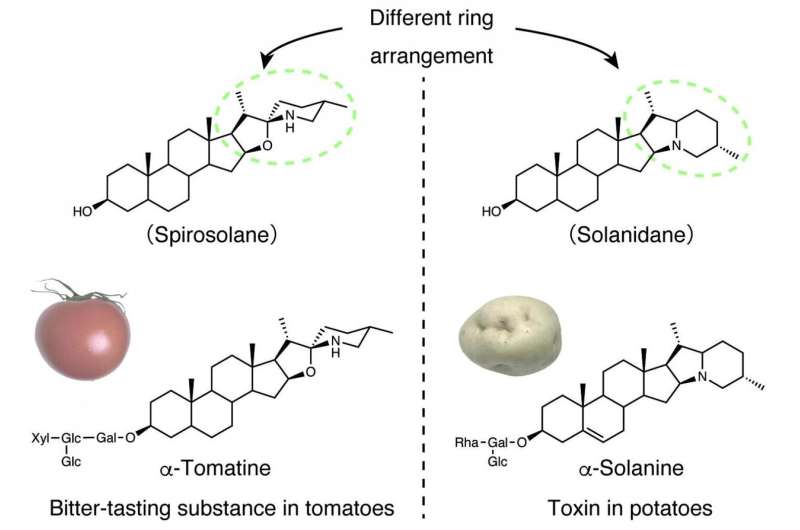 Toxin in potatoes evolved from a bitter-tasting compound in tomatoes