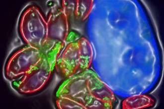 Toxoplasma parasites manipulate brain cells to survive