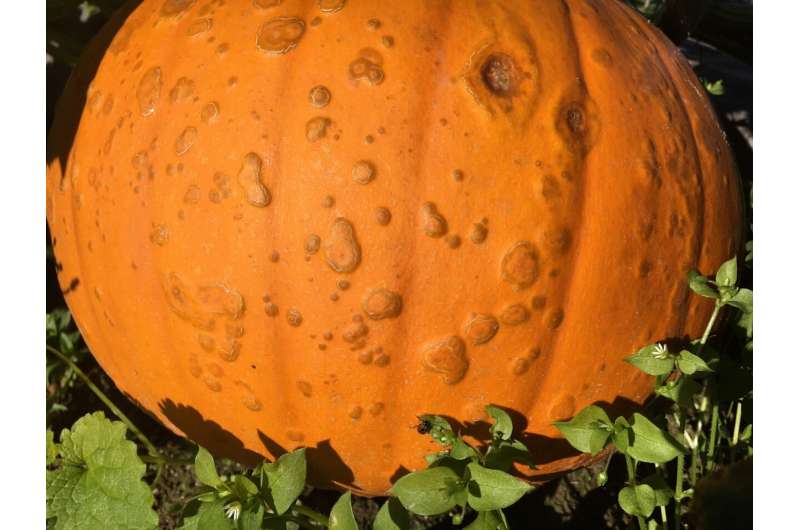 Tracking a bacterial culprit in the case of the warty pumpkin – WSU Insider