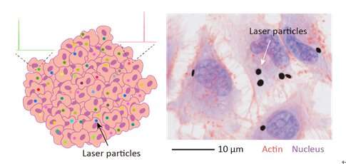 Tracking cells with omnidirectional visible laser particles