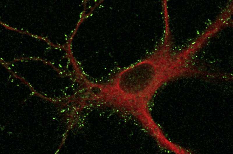 Tracking receptor proteins can unveil molecular basis of memory and learning