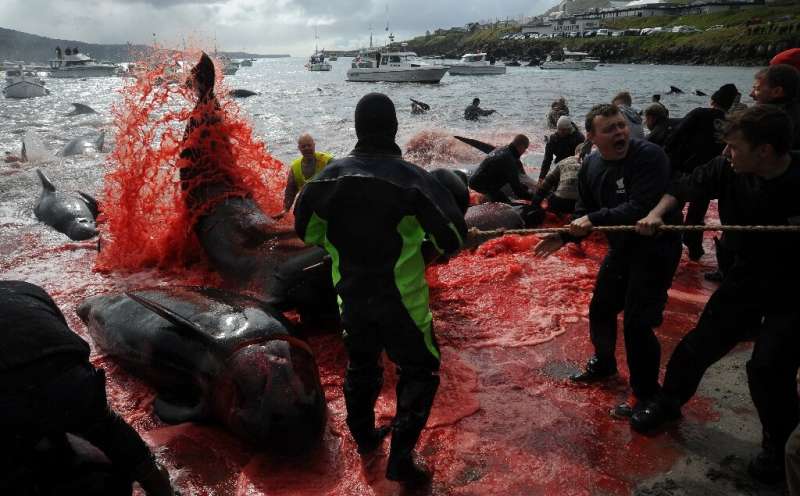 Traditionally, the Faroe Islands hunt pilot whales and not dolphins