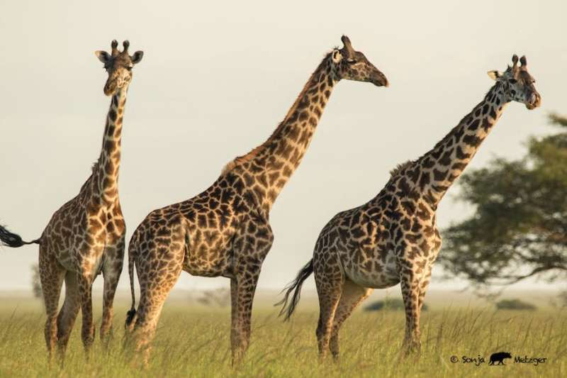 Trailing giants: clues to how people and giraffes can thrive together