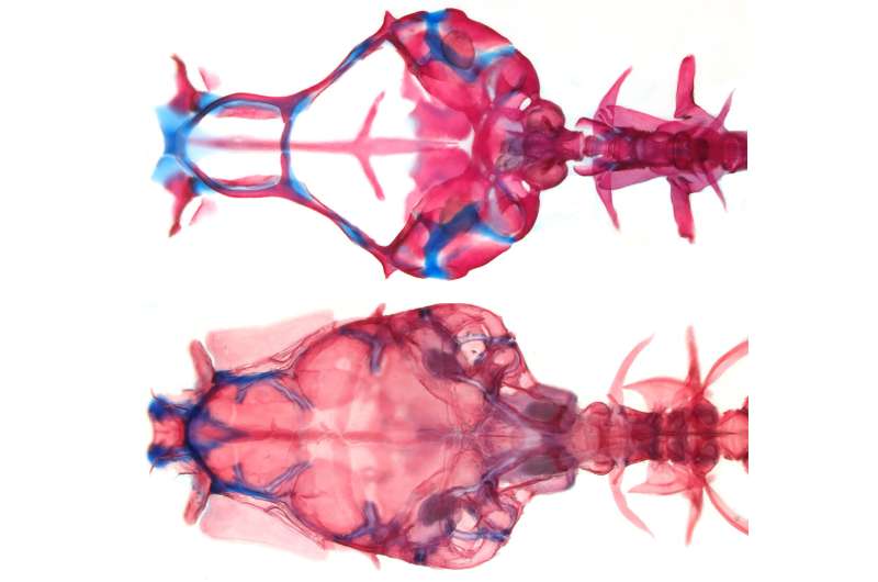 Transparent fish without a skull roof becomes a model organism for neurophysiology