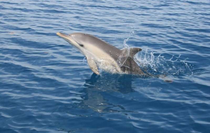 Trans-Tasman study finds populations of common dolphin at risk