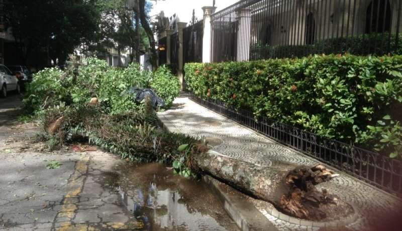 Tree falls during dry season in São Paulo City are due to poor management, study suggests