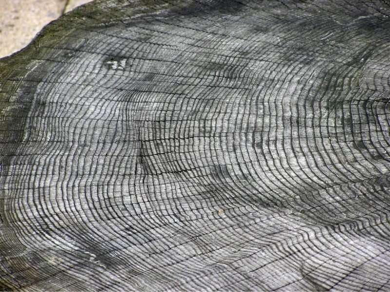 Tree rings show record of newly identified extreme solar activity event