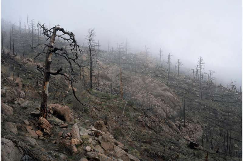 Trees on the move: Stanford researchers reveal how wildfire accelerates forest changes