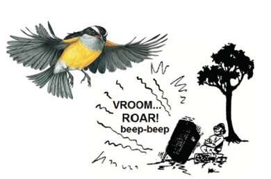 Tropical bananaquits lose song quality in the city