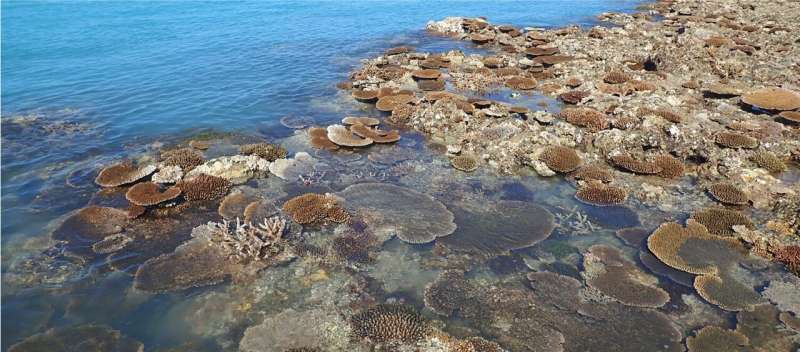 Tropical coral species at extreme risk from climate change