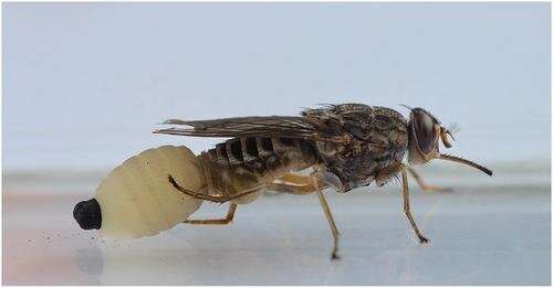 Tropical fly study shows that a mother's age and diet influences offspring health