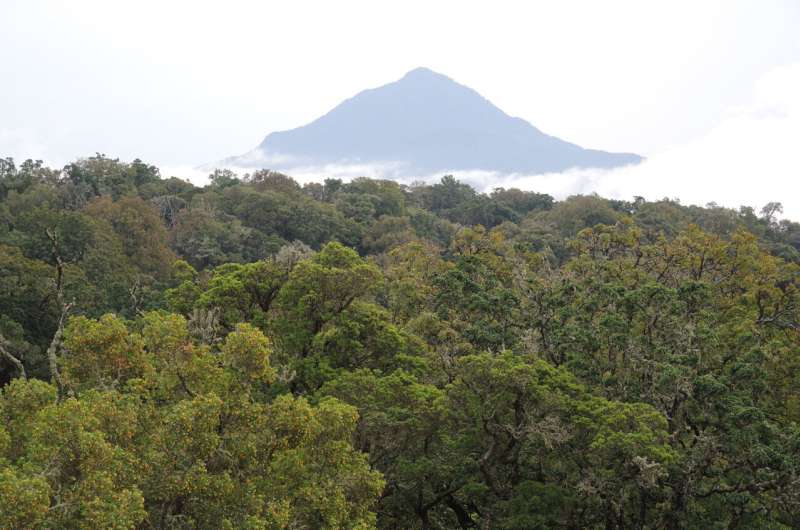 Tropical forests in Africa’s mountains store more carbon than previously thought – but are disappearing fast