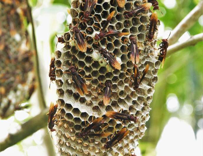 Tropical paper wasps babysit for neighbours
