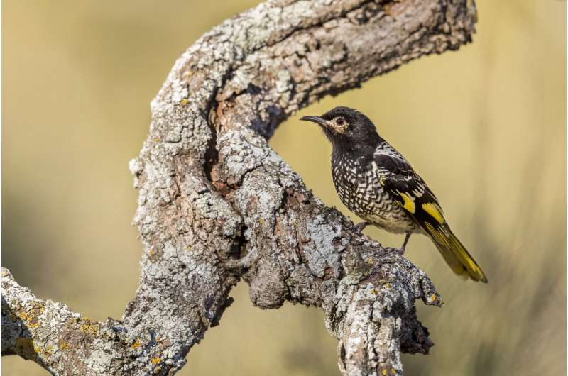 Trouble for honeyeaters that sing the wrong song