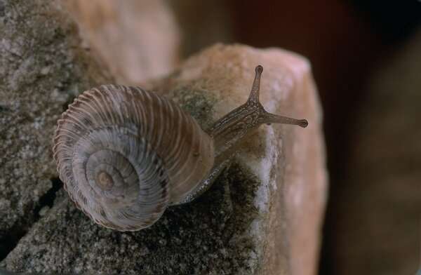 tudy reveals the genetic structure of the snail Xerocrassa montserratensis