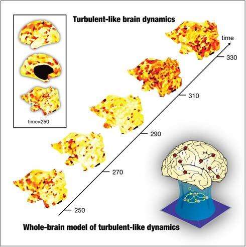 Turbulent dynamics in the human brain could revolutionize the understanding of its functionality