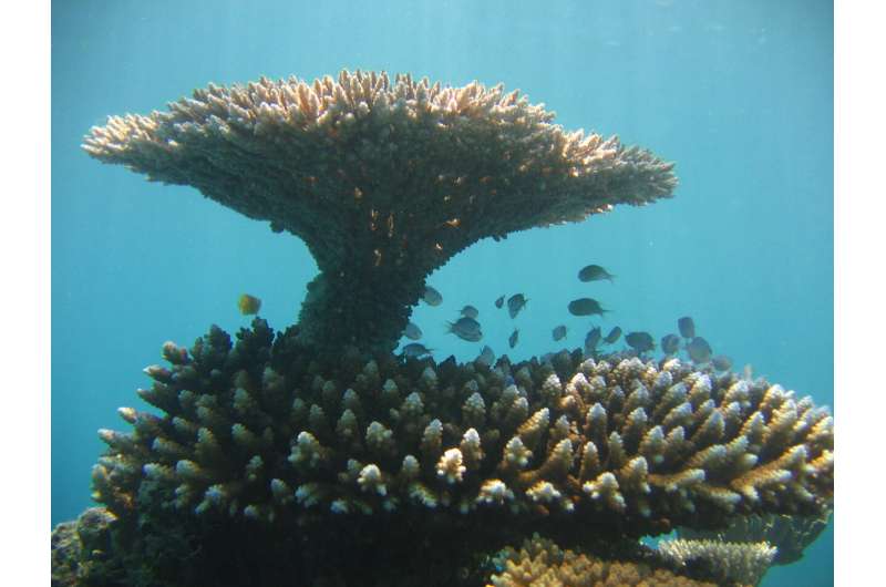 Turning the tables -- how table corals are regenerating reefs