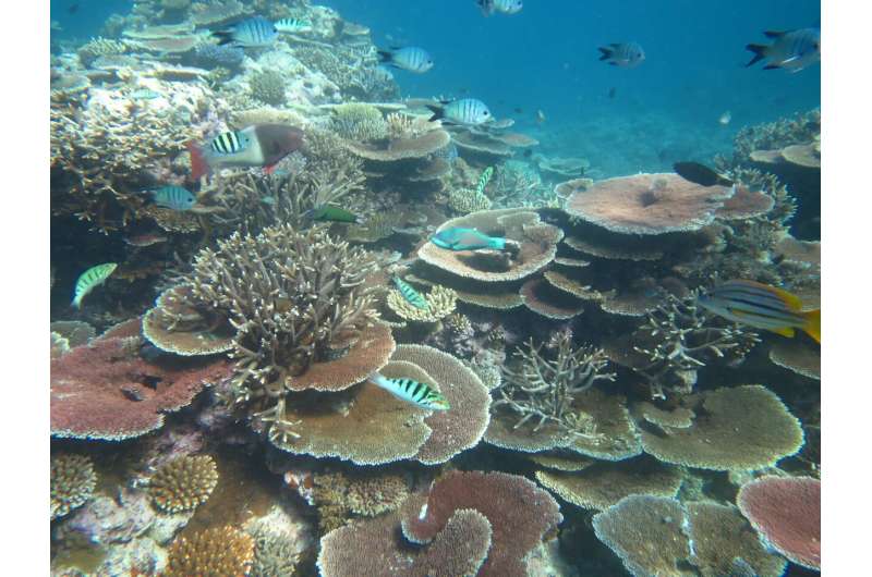 Turning the tables -- how table corals are regenerating reefs