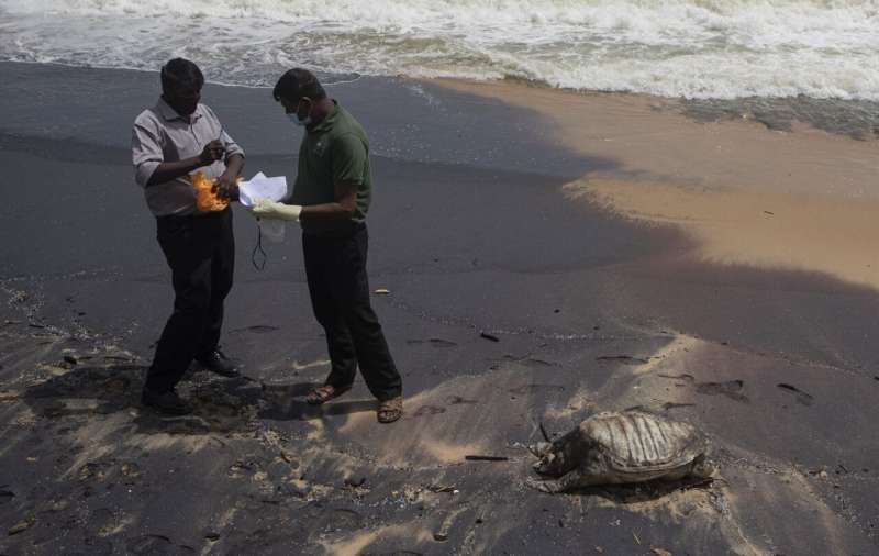 Turtle carcasses wash ashore in Sri Lanka after ship fire