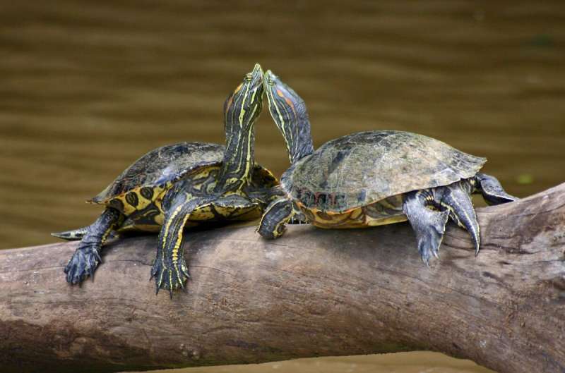 Turtles ‘in horrible shape’ with grim future due to rising sea levels