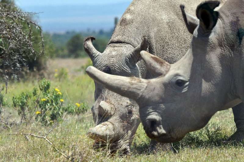 Two female nothern white rhinos graze at the Ol Pejeta Conservancy in Kenya. Rhinos have few predators in the wild due to their 