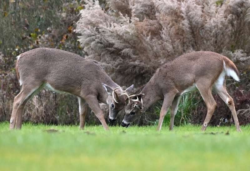 Two male whitetail deer are seen at Cape Henlopen State Park, in Lewes, Delaware, on November 25, 2020